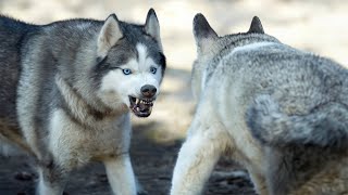 Malamute VS Husky by ViralBe 3,098 views 1 month ago 7 minutes, 38 seconds