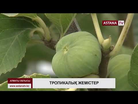 Бейне: Цитрус жемістері