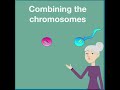 Quick overview of how sexual reproduction through meiosis works