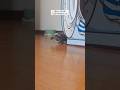 スケボー亀、猫がいる時といない時【Skateboarding turtle, when there is a cat and when there is no cat】