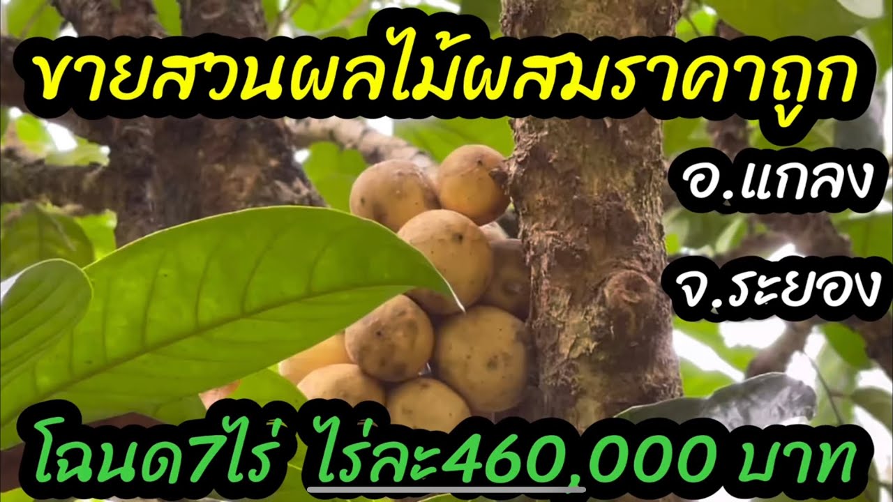 #ขายแล้ว#สวนผลไม้ผสมอำเภอแกลง จังหวัดระยอง โฉนด 7ไร่ ไร่ละ460,000 บาท0890986866หนู