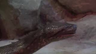 Snek Yawn