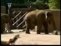 Man gets head caught in elephant bum.