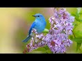 Peaceful Relaxing Music - Peaceful Soothing Instrumental Music &quot;The Soul of Nature&quot;