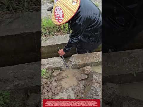 🚨 Breaking Ditch in Rain : Ginger Farmer’s Emergency Drainage !