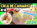 #18 CRÍA CANARIOS 2024 |💥 CAMBIAZO URGENTE!!🚨 (PRECIOSO VÍDEO)