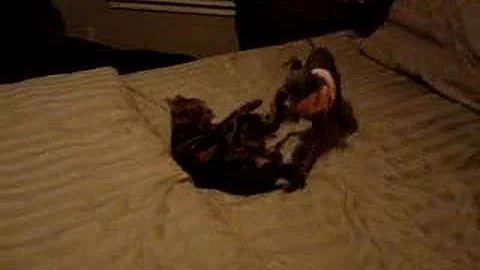 Watch the video about Bengal Cat and dog WWE match