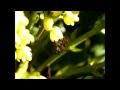 Winter Pre-Spring Nature & Bees; Hiver pré-printanier Nature & Abeilles, Video HD 16/9