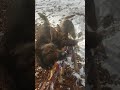 German shepherd fetch in snow