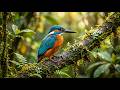 Bird Sounds Focus Journey | Productive Study Time