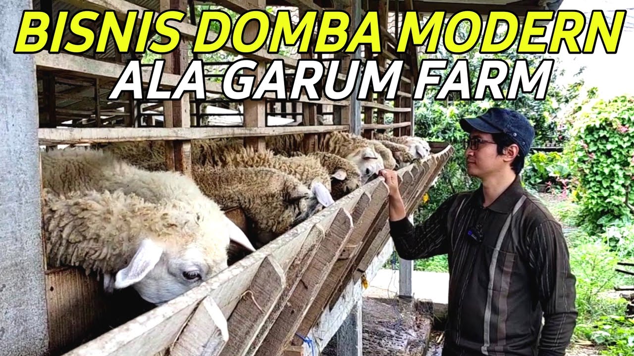 Bisnis Domba Online: Menggembalakan Kekayaan di Era Digital