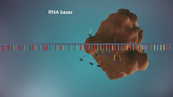 In dna replication the two strands of the double helix separate, and each strand