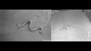 Sidewinder robots slither like snakes (video 1)