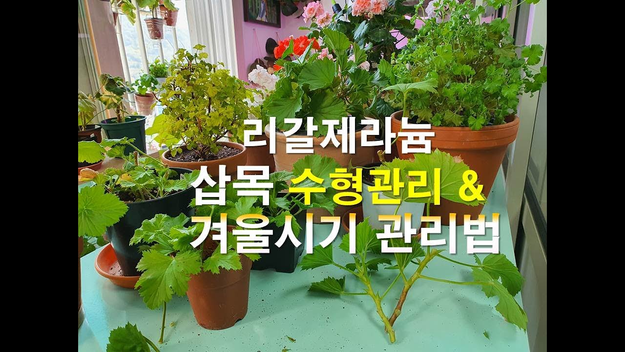 리갈제라늄 삽목 수형관리 & 겨울철 리갈제라늄 관리법. Regal Pelargoniums care.