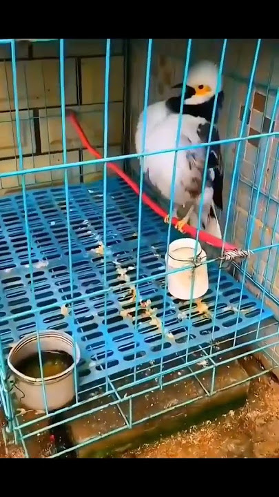 Burung dengan suara alarm clock #shorts #top #feed #video #feed #bird