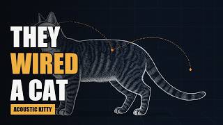 The CIA Wired a Cat for Surveillance. It Didn't Go Well.