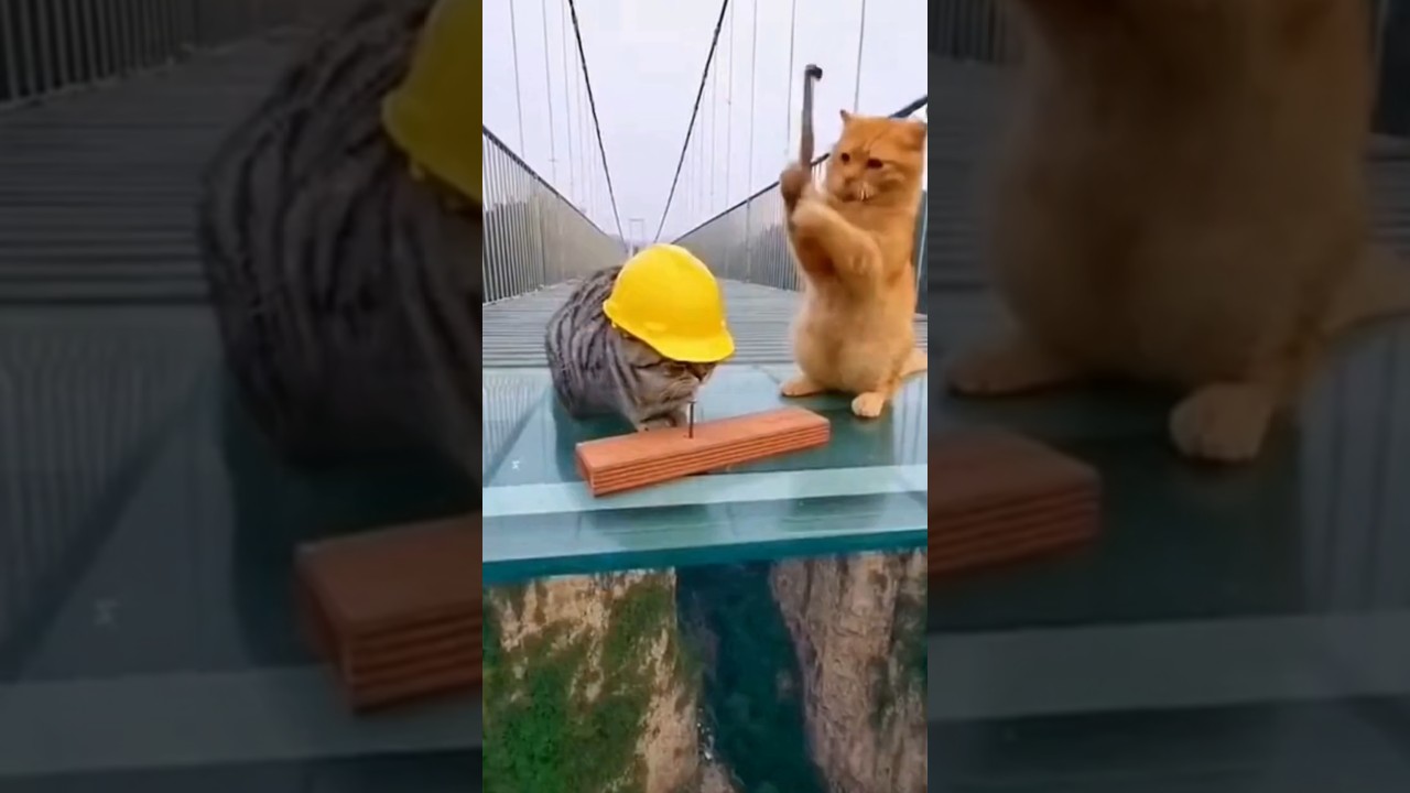 Two cats want to work together 🤣 