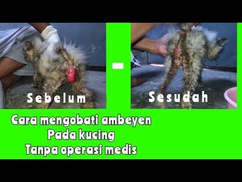 cara mengobati kucing ambeyen atau prolaps