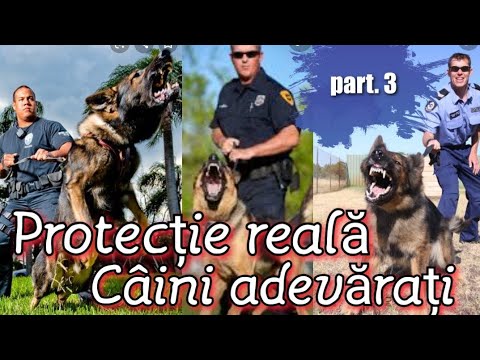 Video: Aceste rase de câini nu vin de unde credeți