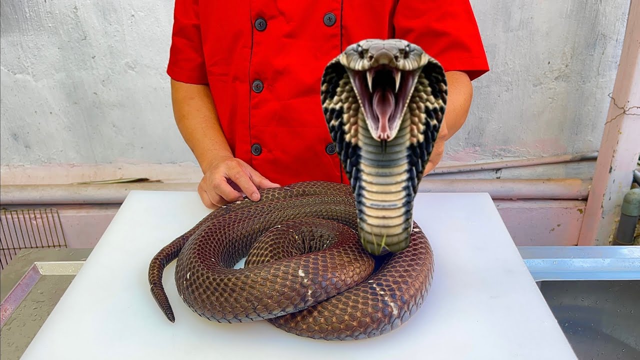 Nấu canh rắn hổ mang bành ngon // Sơn Hào - YouTube