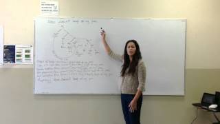Negation Syntactic Trees