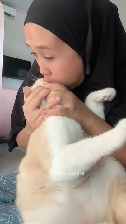 Ampuuun makk, abis dah 😭😭😭 #kucingpororo #pororocats #shorts