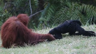 Rare Footage : Orangutan Playing With Siamangs Monkey by Discovery Animals 61,410 views 2 years ago 3 minutes, 7 seconds