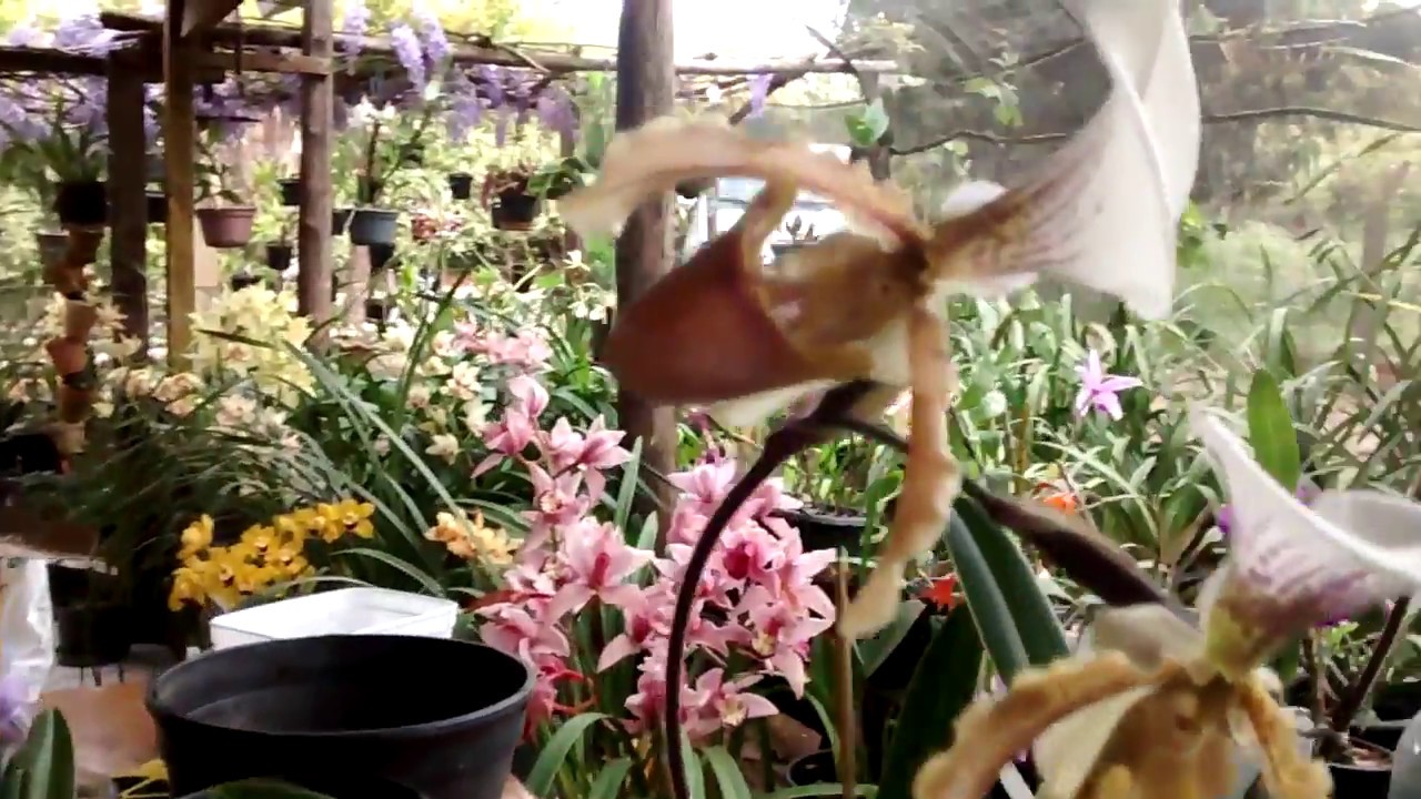 Plantar Orquídea Sapatinho - thptnganamst.edu.vn