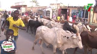 Dianatoul Mahwa: L'arrivée très spectaculaire des boeufs de Serigne Saliou Thioune