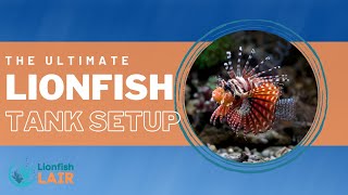 Lionfish Tank Setup  Here's What To Know