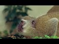 Monkey fight! | Cheeky Monkey | BBC Earth