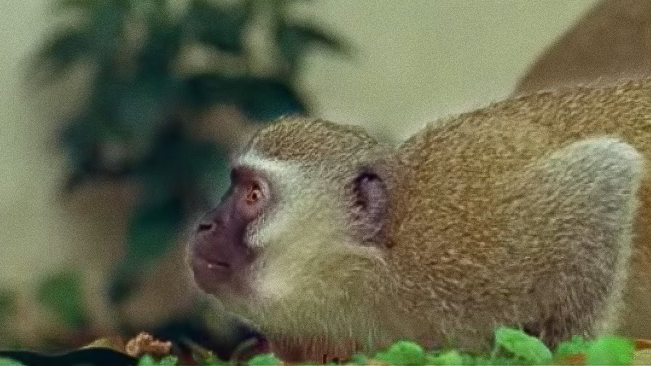 ⁣Monkey fight! | Cheeky Monkey | BBC Earth