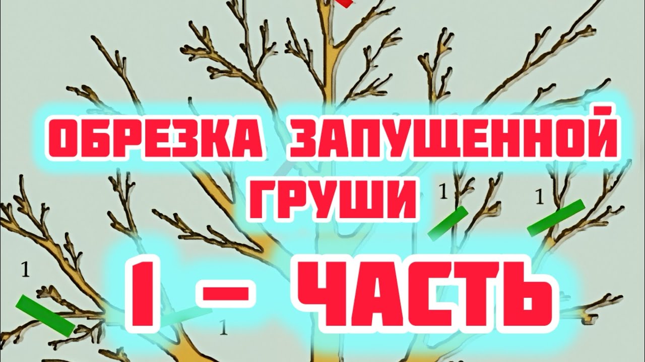 Как обрезать запущенную грушу.Приводим в порядок.Первая Часть!!!!