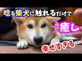 【最高の幸せ】父に唸る柴犬に触れるだけで改めて幸せを実感しました。