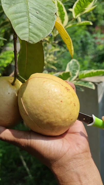 Metik Jambu Parang ! Merah Sudah matang #jambu #guava #eatfruit