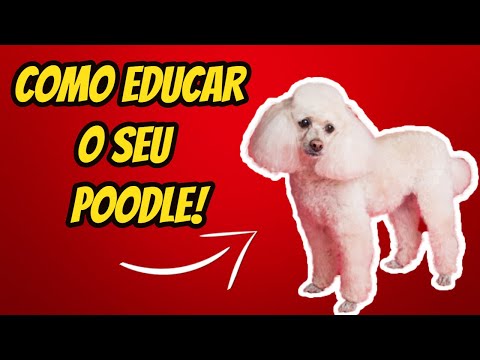 Vídeo: Como Treinar Cães Teimosos