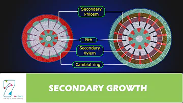 What plants dont have secondary growth?