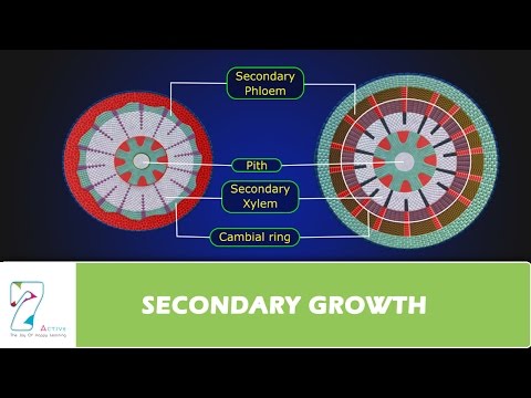 Video: Diferența Dintre Cambium Vascular și Cork Cambium