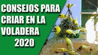 CRÍA CANARIOS (CONSEJOS PARA LA CRÍA EN LA VOLADERA) 2020