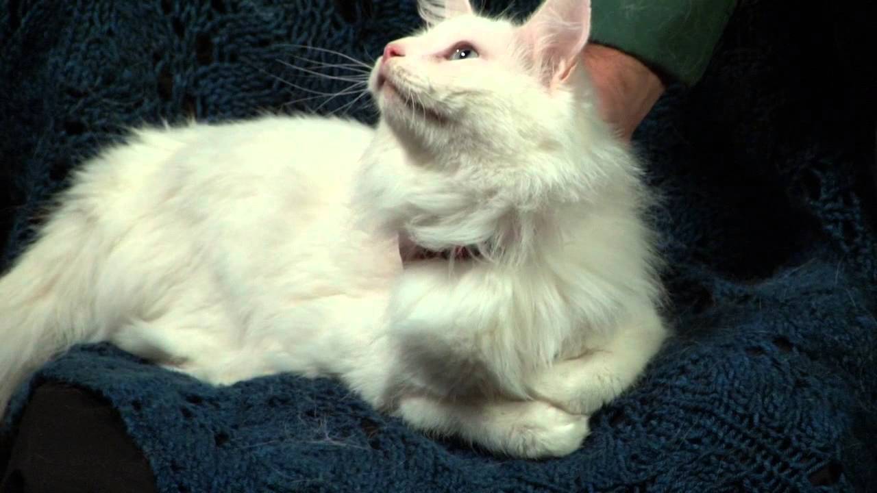 Garth Nix Discusses Clariel