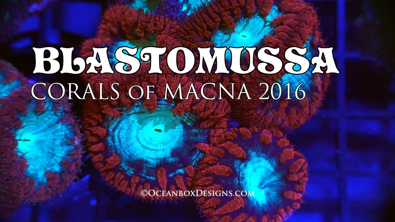 Corals of MACNA 2016 - Blastomussa (My ABSOLUTE Favorite Coral) - YouTube