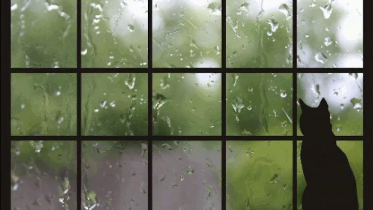 Гиф дождь за окном. Гиф дождь за окном. Цветы на окошке и дождик. Гиф дождь за окном. Gif дождь за окном.