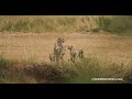 Cheetah Risasi with her adorable 3 cubs checking to cross the Mara River