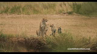 Cheetah Risasi with her adorable 3 cubs checking to cross the Mara River