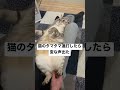 猫のタマタマ連打したら変な声出たw