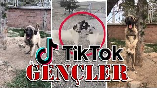 Tiktok Genç Kangal Malaklı Anadolu Çoban Köpekleri Seçmeler by Kangal Empire 55 views 2 years ago 8 minutes, 38 seconds