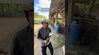 sok mben agostos rul