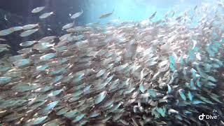 diving meeting the fish storm