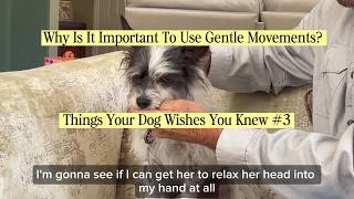 Asking Your Dog For Gentle Movements In A Relaxed State With The Masterson Method