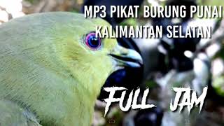 Suara pikat burung punai. kalimantan. cocok buat nyanggong. full 1 jam. tanpa iklan.